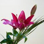 Connie Welsh - @bcwforbes - Instagram