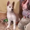 conniewolf4 - @conniewolf4 - TikTok