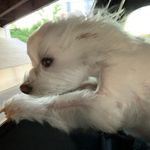 Connie A. Yoon - @adorabledl - Instagram