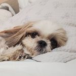 Connie Yoon - @chew_honey - Instagram