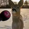 connor barry - @connor.barry59 - TikTok