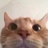 Connor Berg - @connorberg24 - TikTok