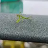 Connor Bolinger - @connor.bolinger - TikTok