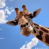 Connor Brackett - @connor.brackett - TikTok