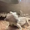 connor.campbell_ - @connor.campbell_ - TikTok