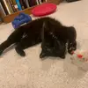 Connor - @connor.fallon - TikTok