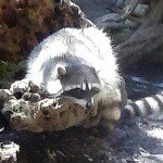 Connor Gilman - @beast_raccoon - Instagram
