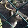 connorhennessy - @iplaypiggyandadopt - TikTok