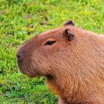 Connor Henning - @capybara_teppich - Instagram