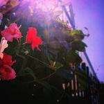 Connor Hernandez - @connor.hernandez.photography - Instagram