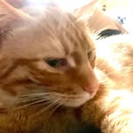 Ciris Connor Joseph Joseph Jefferson Degnan - @cheezeman33 - Instagram