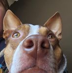 Connor Johnston - Facebook