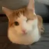 Connor Johnston - @bonthedonn - TikTok