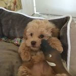 Connor Joyce - @joyce.connor - Instagram