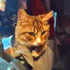connorkipps - @connorkipps - TikTok