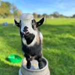 Connor Keane - @pygmy_paddocks - Instagram