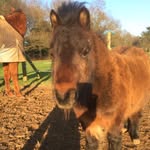 Connor Keane - @horse_riding_bay_ - Instagram