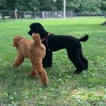 Ava Marie and Connor LeRoy - @standardly_ava - Instagram