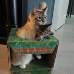 Connor&Lucas - @connorlucas_thecats - Instagram