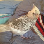 Benny Conor Orcutt's Bird - @bennyorc123 - Instagram