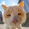 Connor Peck - @wholeftthefridgeopen_ - TikTok