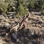 Connor Rhoades - @connor_rhoades15 - Instagram