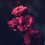 Connor Ruggles - @connor.b.88 - Instagram