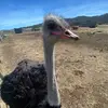 Connor Schofield - @connor.schofield5 - TikTok