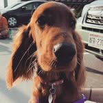 con-man connor 🐶🐶 - @connor_theirish_setter - Instagram