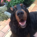 Gordon Setter - @my.setter.connor - Instagram