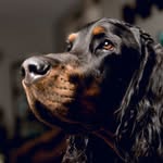 Gordon Setter Connor - @gordonsetterconnor - Instagram