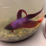 Connor The Fish - @connor_thiessenharder - Instagram