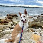Connor wanna woo - @connor.totherescue - Instagram
