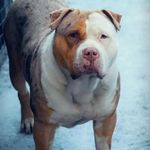 Connor Paul Tracey - @eire_elite_kennels - Instagram