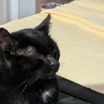 Quincy - @conorbray25 - Instagram