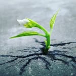Connor Browning - @small_trees_and_poetry - Instagram