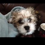 Conor Gardner - @conorkillsem - Instagram