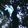 CONOR GORMAN - @verdantblis - TikTok