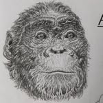Conor Haynes-Mannering - @palaeochops - Instagram
