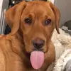 Conor Henderson - @sampleturnip879 - TikTok
