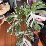 Conor Higgins - @conortheplantman - Instagram