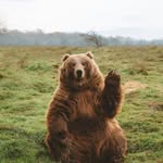 Conor Higgins - @the_history_bear - Instagram
