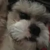 conorhutton91 - @rosco2019 - TikTok