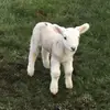 conor.keating - @conor.keating0 - TikTok