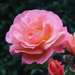 Conor Kerrigan - @conor_kerrigan159 - Instagram