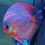 Little Fish Shop - @conorlittlefishshop - Instagram