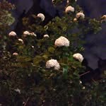 Conor Manning - @conor_manning - Instagram