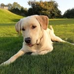 Conor Manning - @flippedturtle9 - Instagram