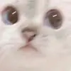 Conor McClure - @conor.mcclure8 - TikTok