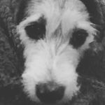 conor tobin - @conort55 - Instagram